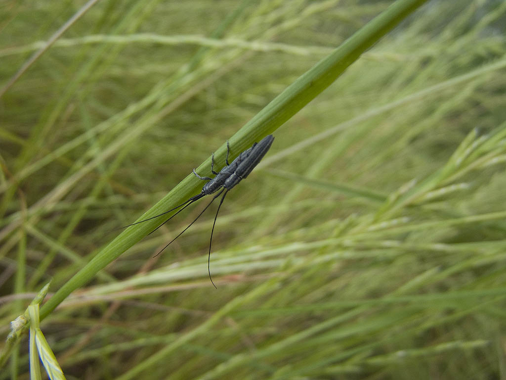 Cerambice da determinare: Calamobius filum