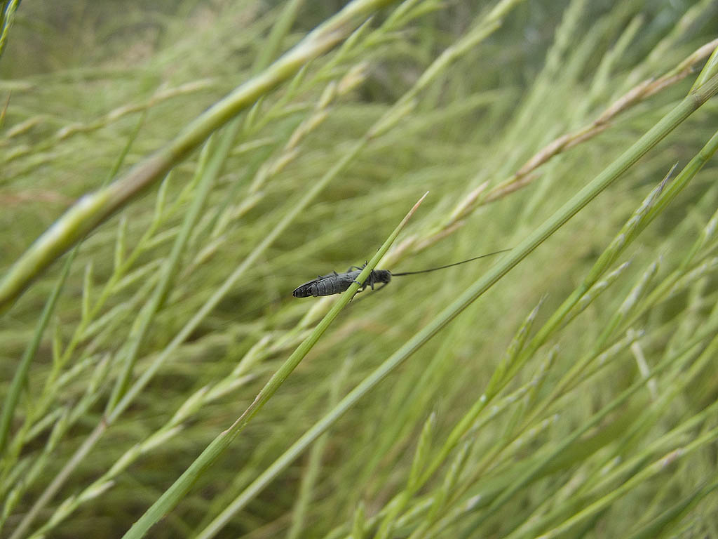 Cerambice da determinare: Calamobius filum