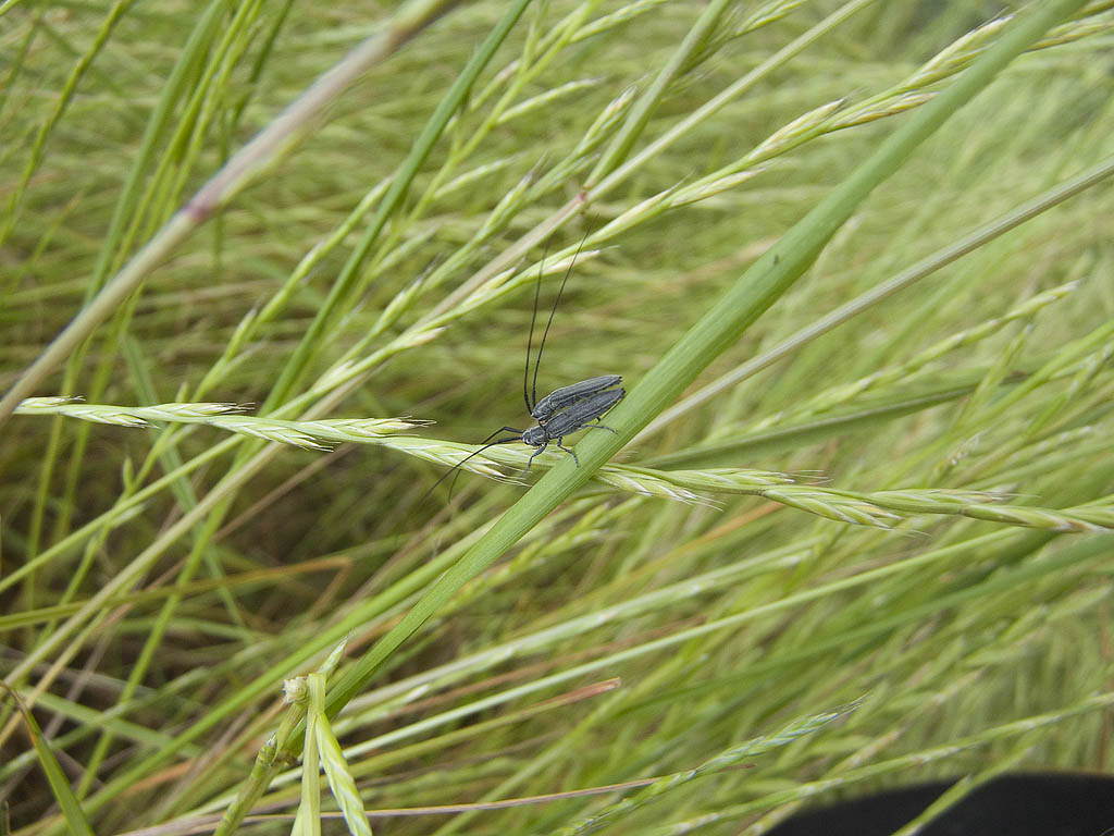 Cerambice da determinare: Calamobius filum