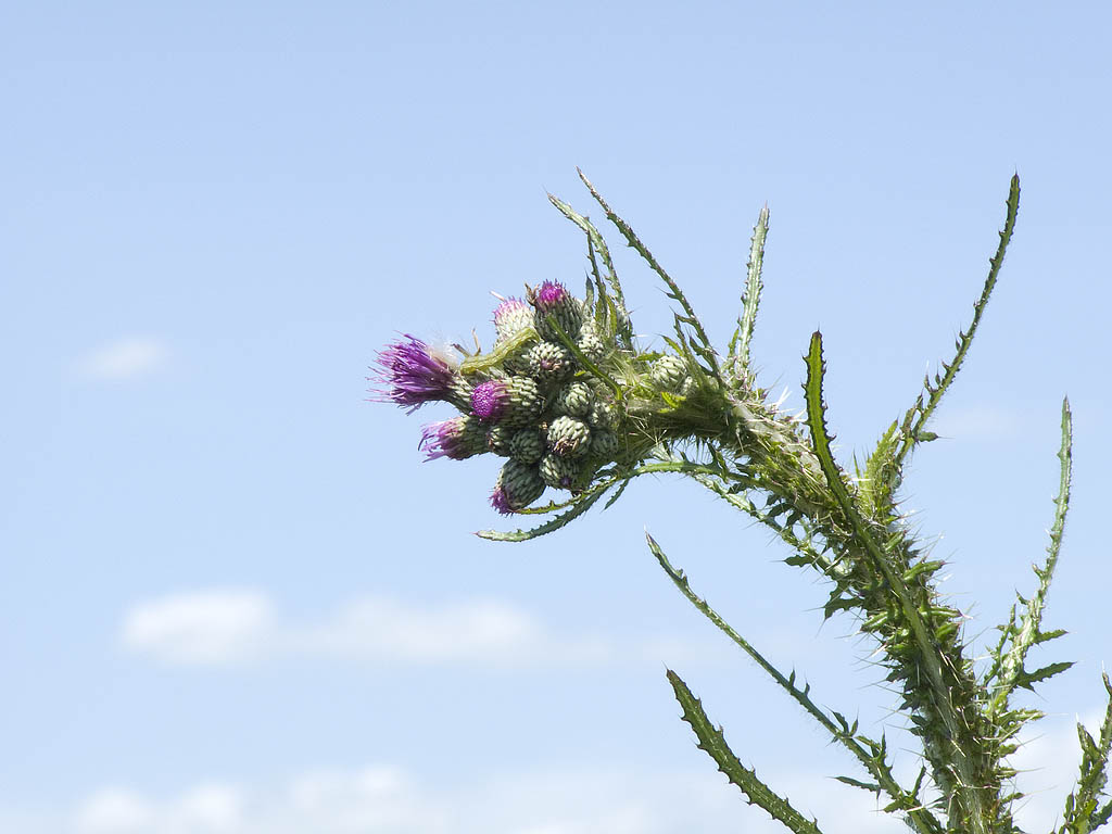Una vera chicca! Cirsium palustre /  Cardo di palude