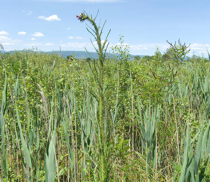 Una vera chicca! Cirsium palustre /  Cardo di palude