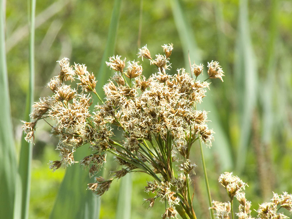 E'' un Falasco? - Cladium mariscus