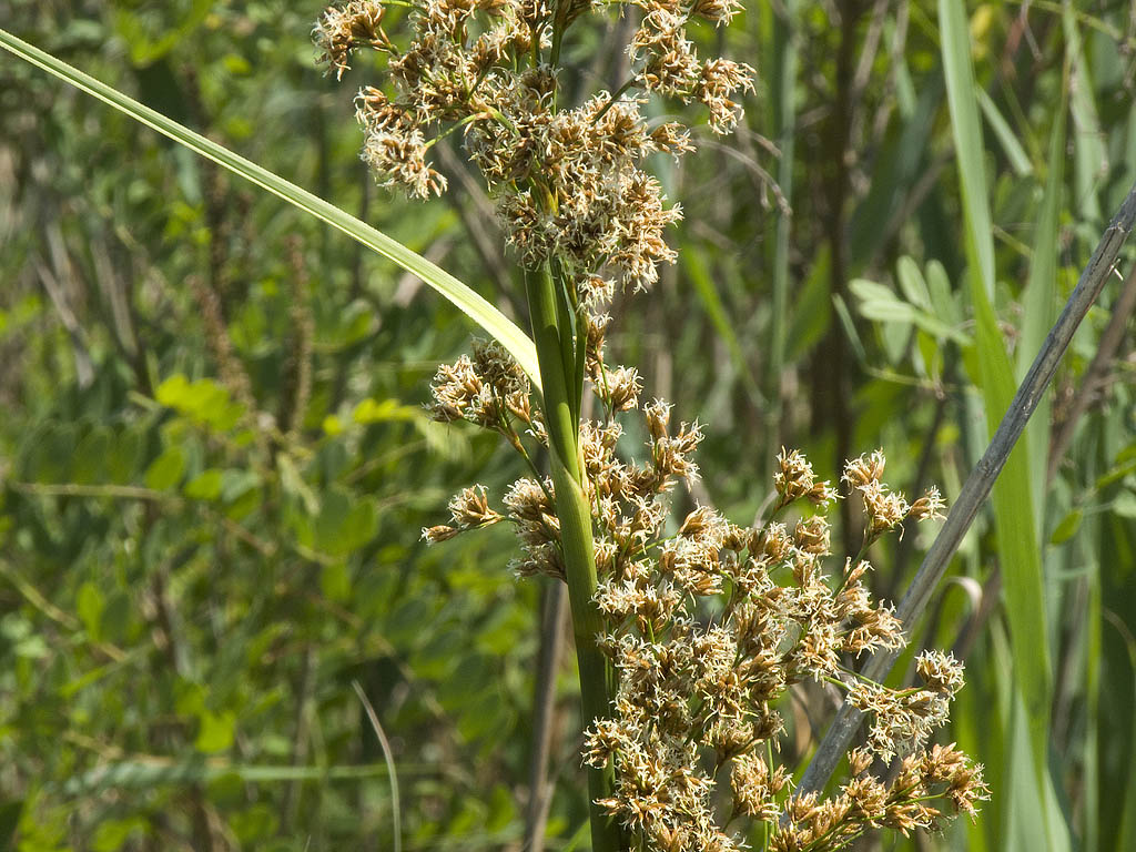 E'' un Falasco? - Cladium mariscus