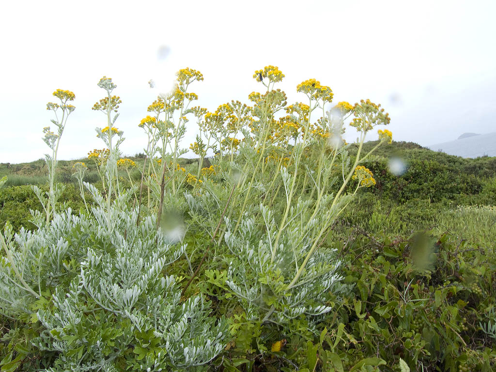 Senecio gibbosus (=Jacobaea maritima)