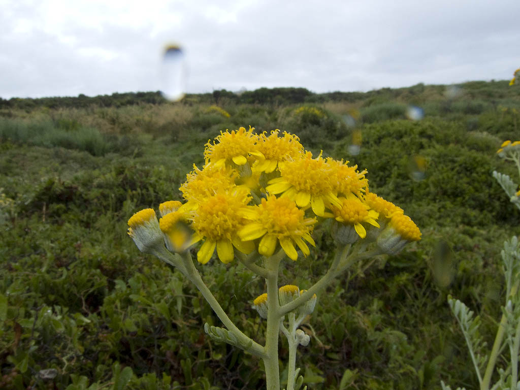 Senecio gibbosus (=Jacobaea maritima)