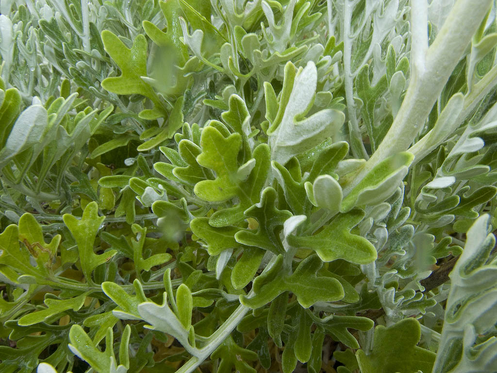 Senecio gibbosus (=Jacobaea maritima)