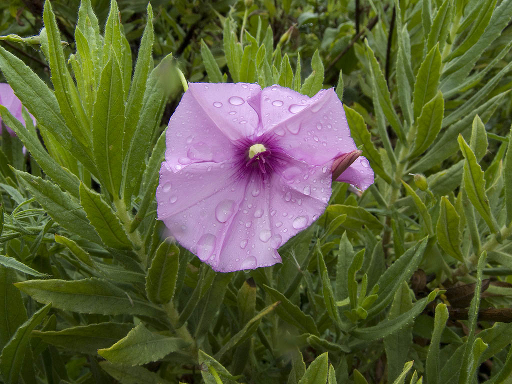 Convolvolus althaeoides