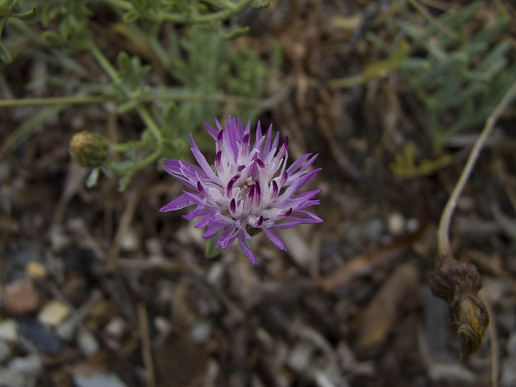 Centaurea paniculata subsp. subciliata
