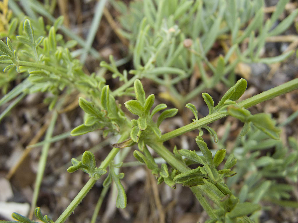 Centaurea paniculata subsp. subciliata