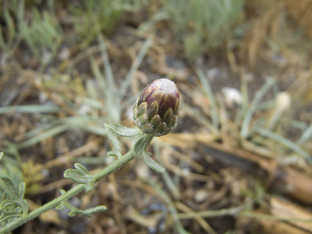 Centaurea paniculata subsp. subciliata