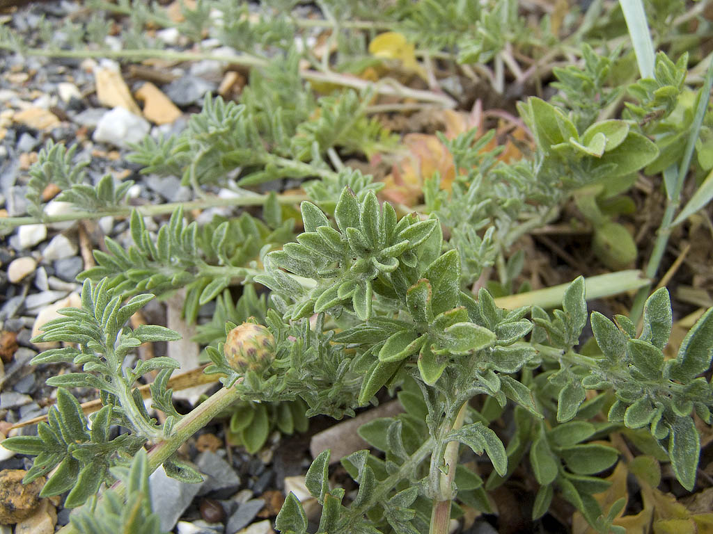 Centaurea paniculata subsp. subciliata
