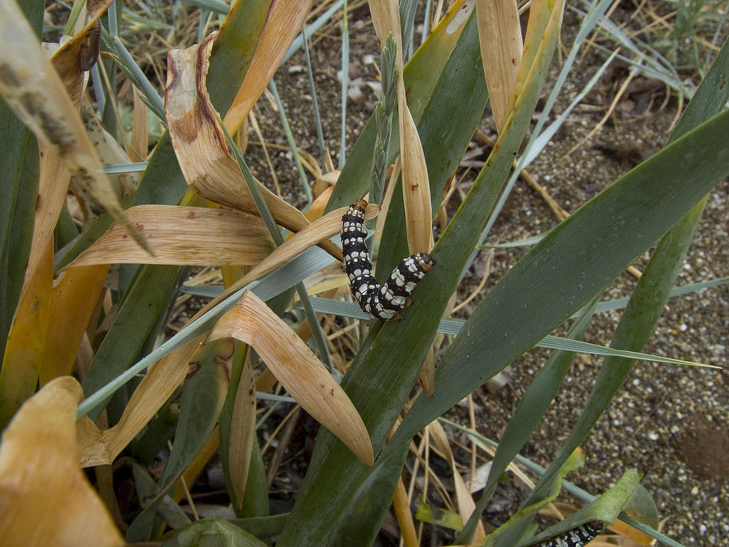 Bruco del Pancratium maritimum - Brithys crini