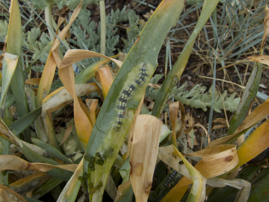 Bruco del Pancratium maritimum - Brithys crini