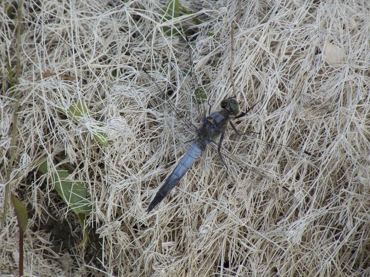 Quale Orthetrum? cancellatum