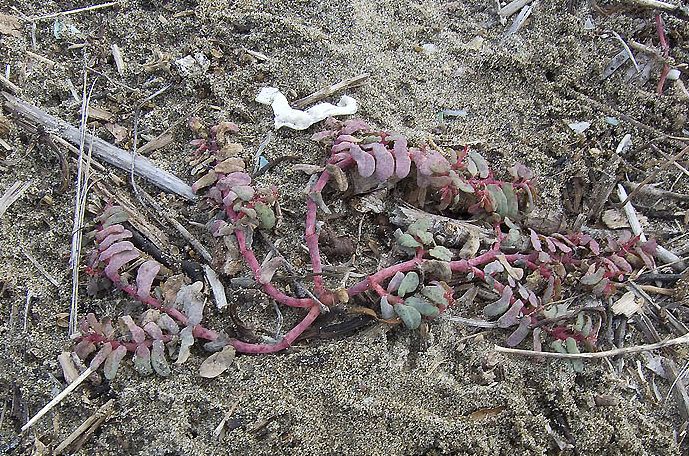 Euphorbia peplis / Euforbia delle spiagge
