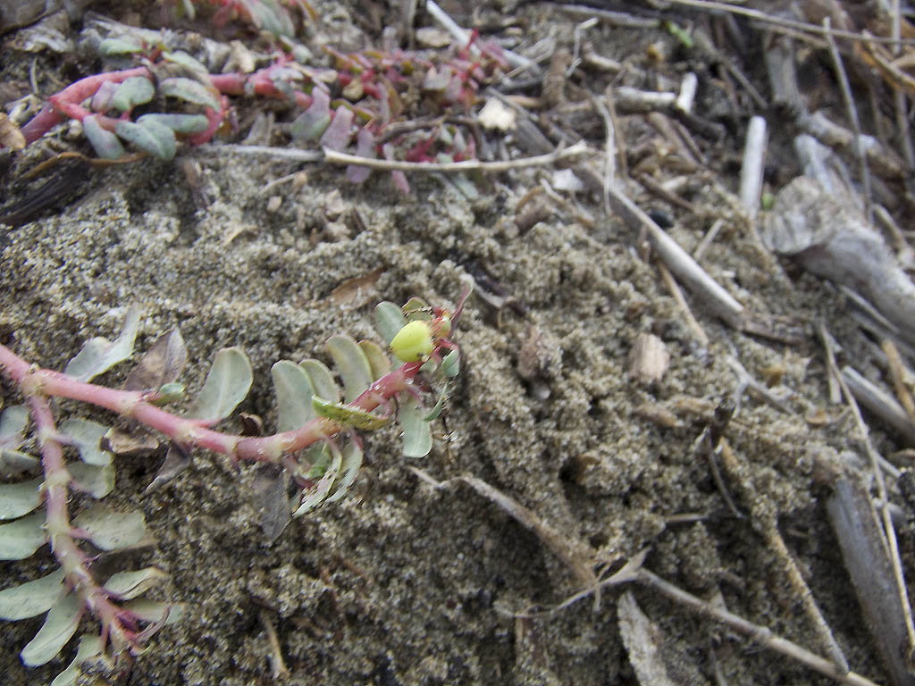 Euphorbia peplis / Euforbia delle spiagge
