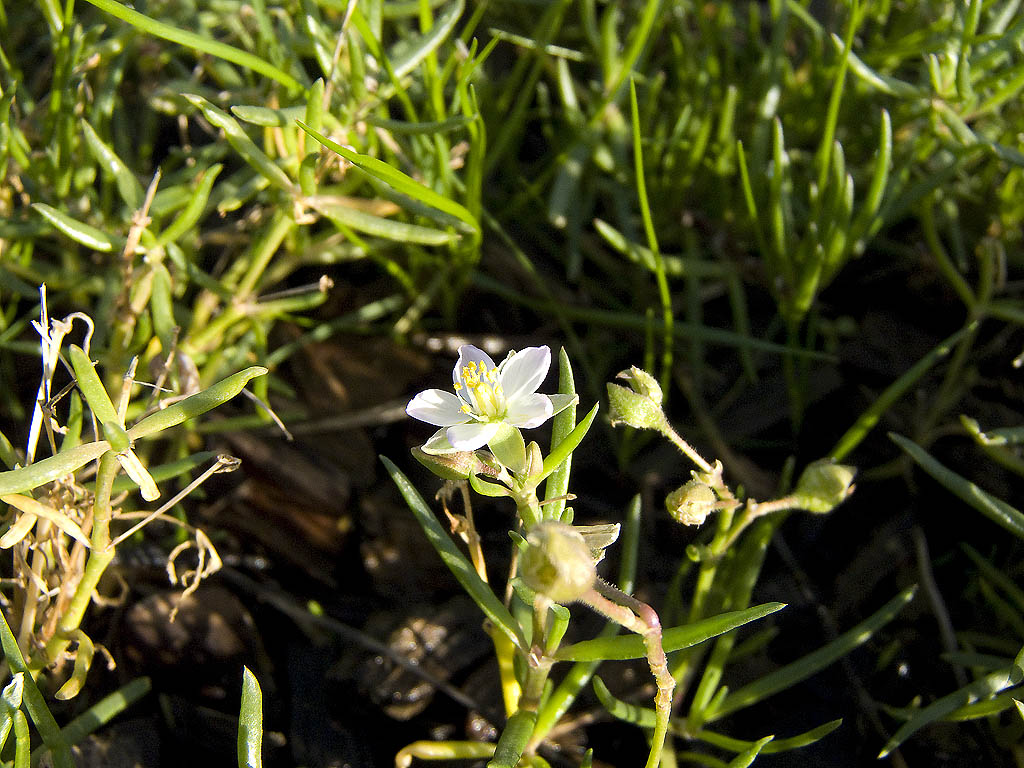 Spergularia media
