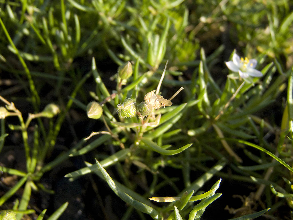 Spergularia media