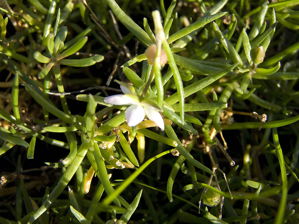 Spergularia media