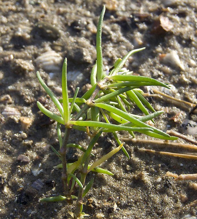 Spergularia media