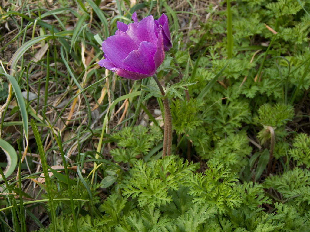 Anemone coronaria