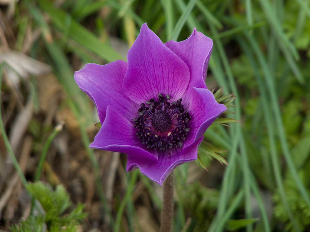 Anemone coronaria