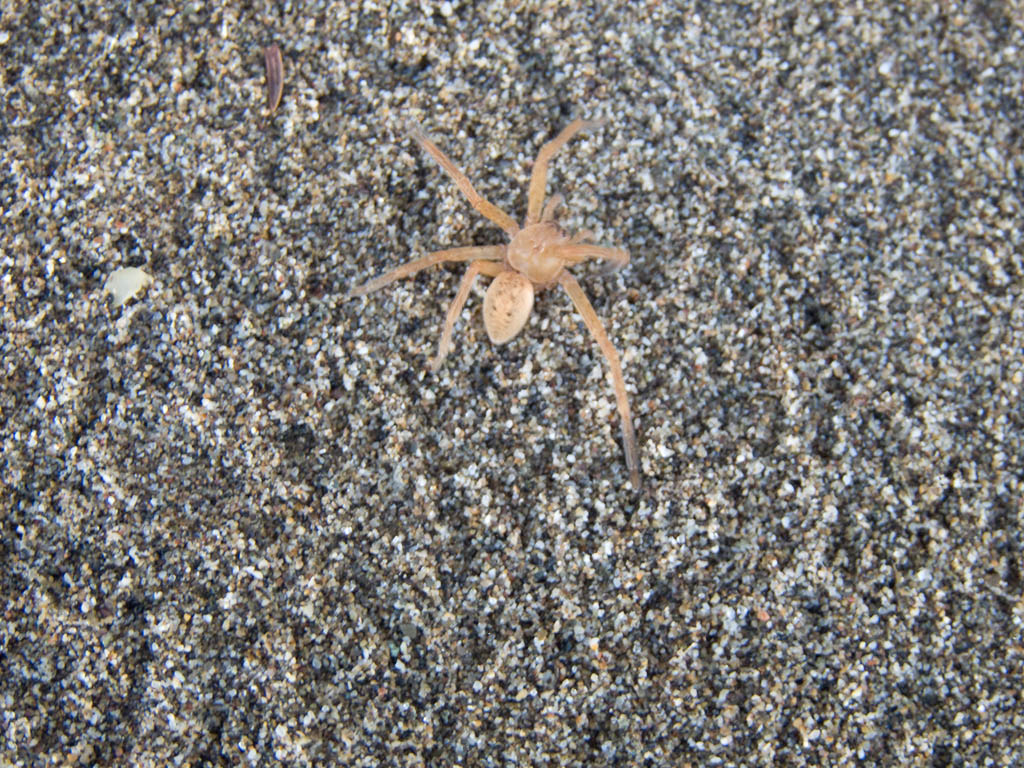 Olios argelasius