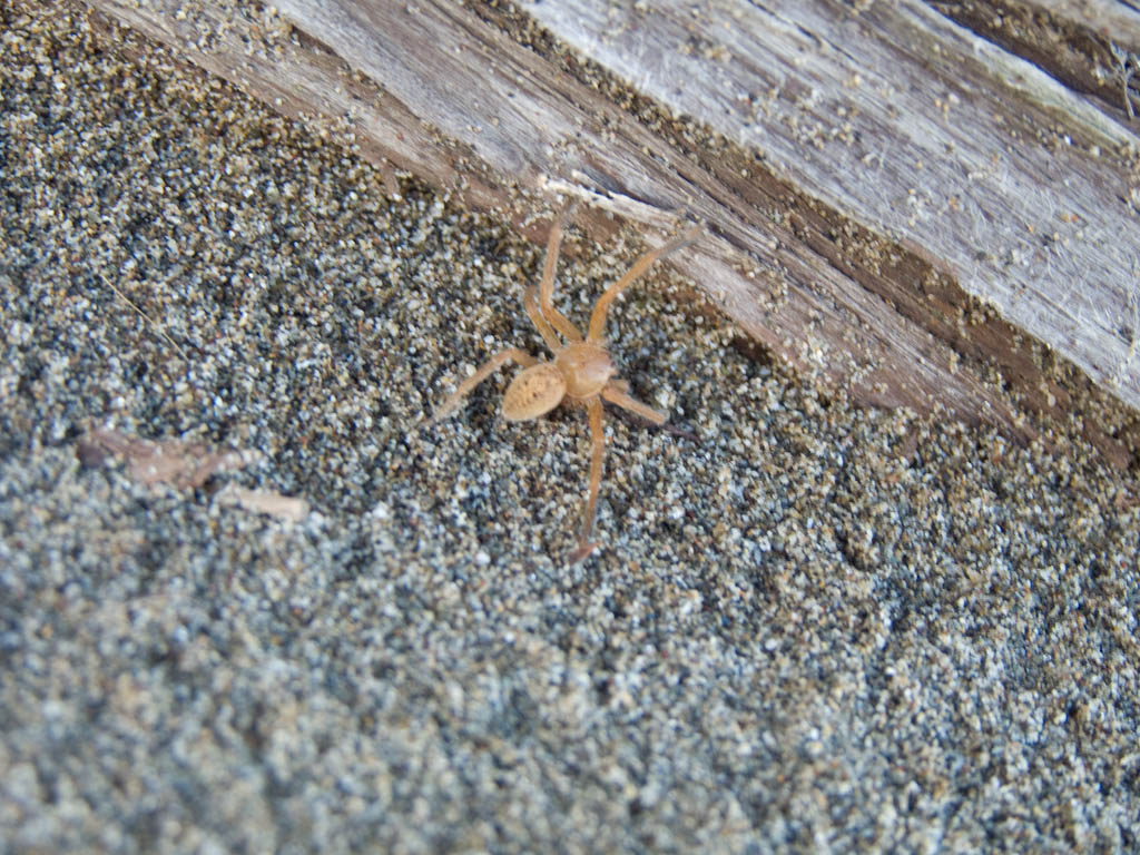 Olios argelasius