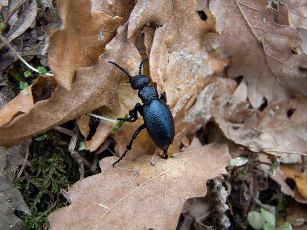 Coleottero del Chianti: Meloe cicatricosus