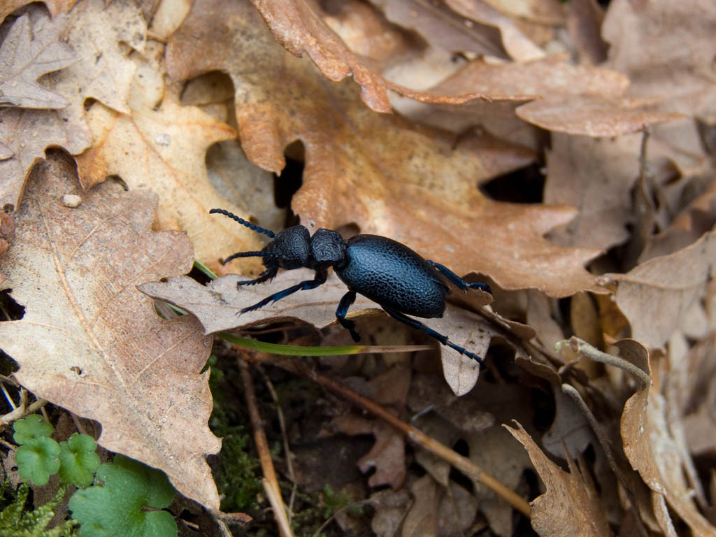 Coleottero del Chianti: Meloe cicatricosus