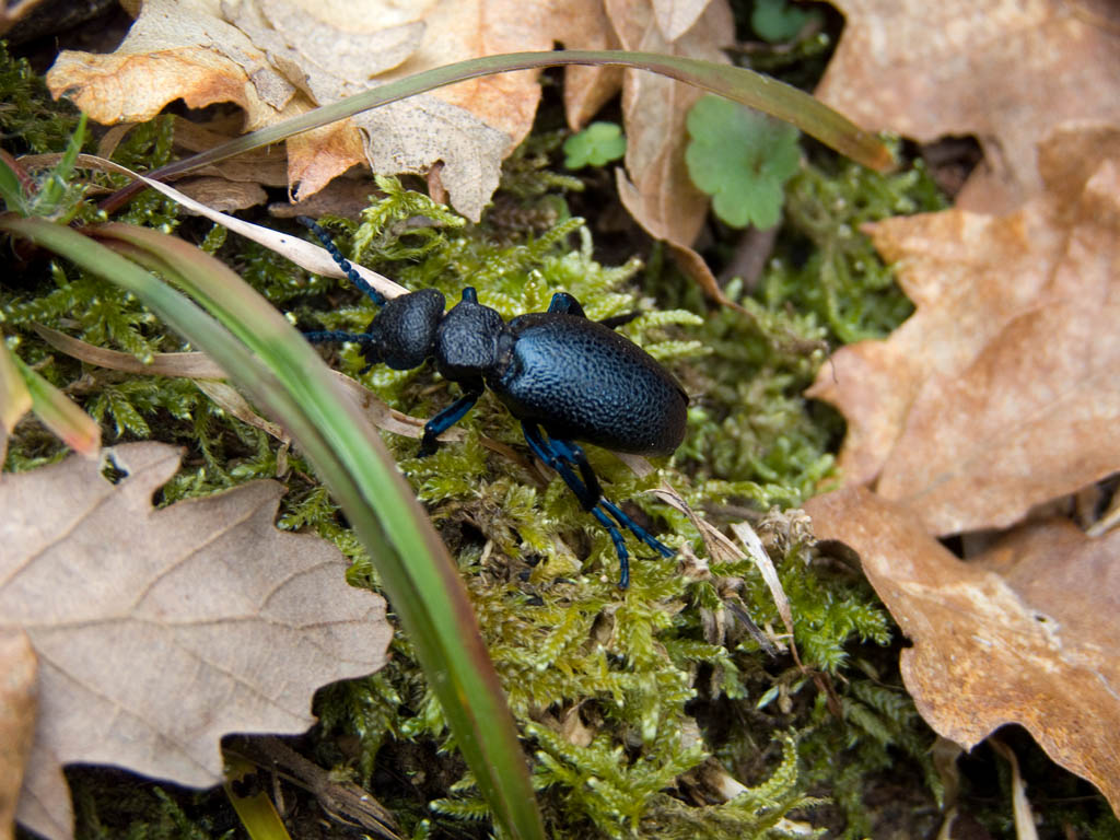 Coleottero del Chianti: Meloe cicatricosus