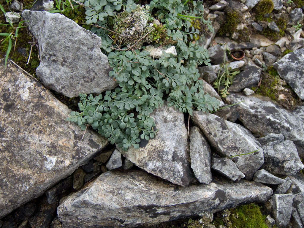 Asplenium ruta-muraria