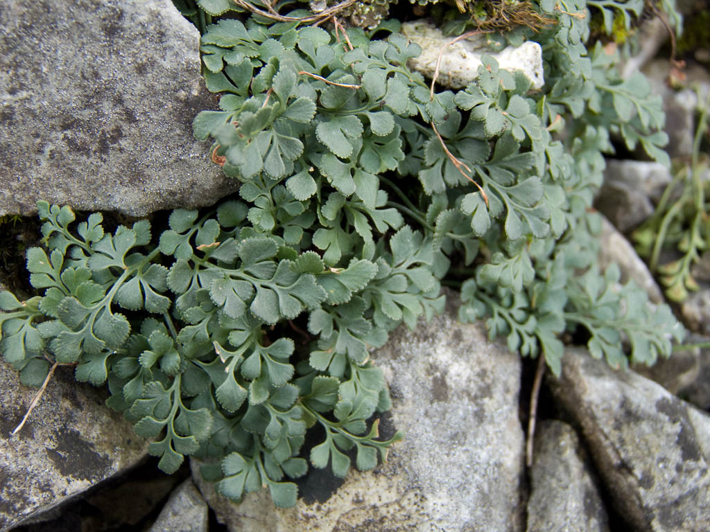 Asplenium ruta-muraria