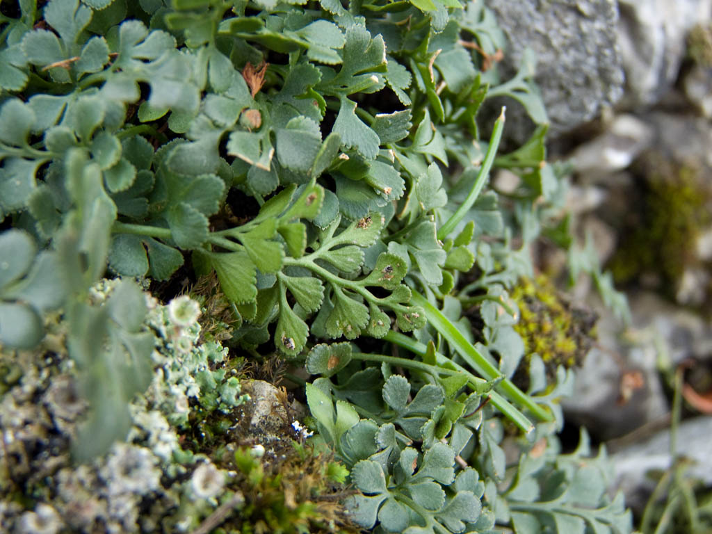 Asplenium ruta-muraria