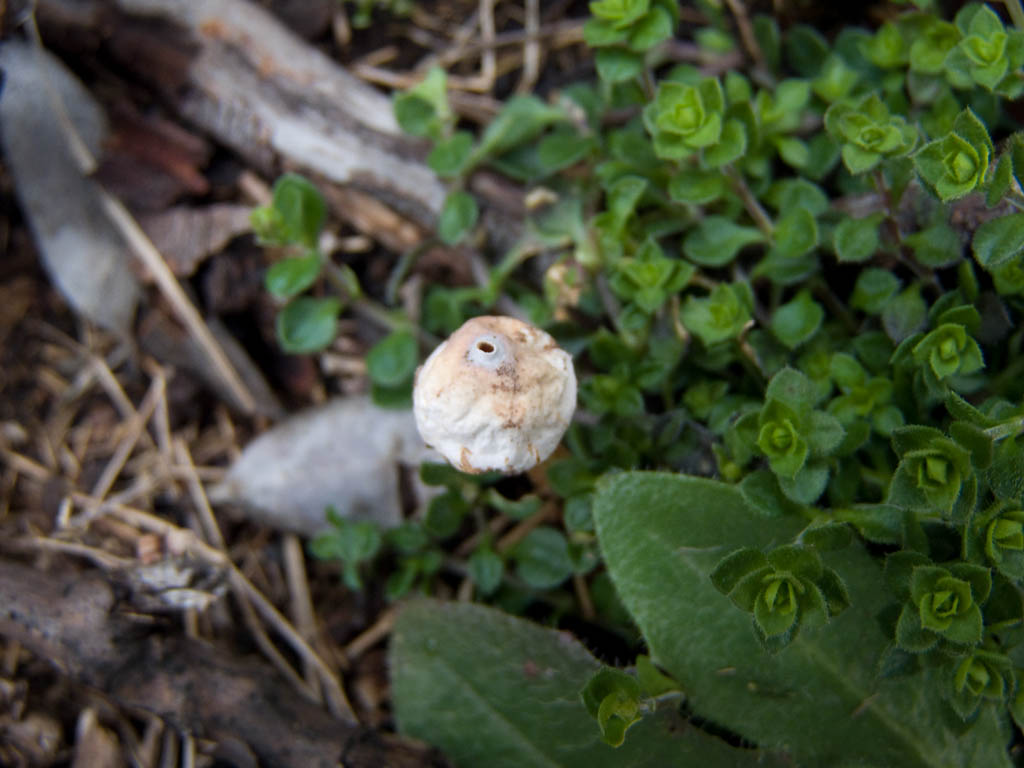 Fungo da determinare..