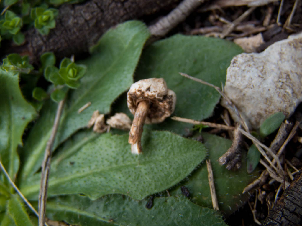 Fungo da determinare..