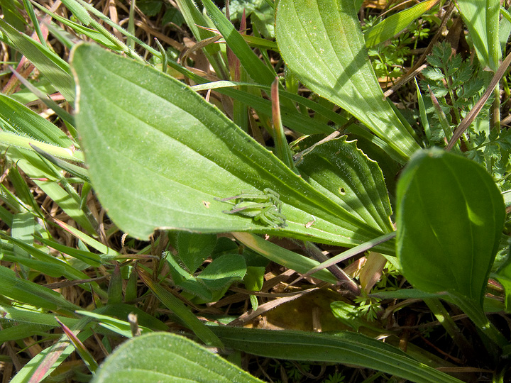 Micrommata sp.
