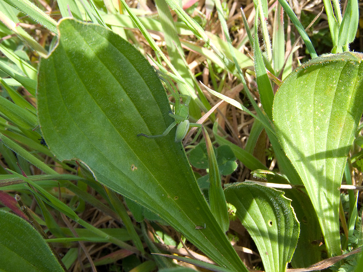 Micrommata sp.