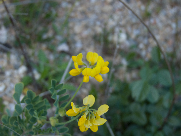 Coronilla valentina / Coronilla di Valencia