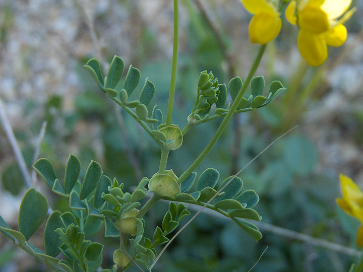 Coronilla valentina / Coronilla di Valencia