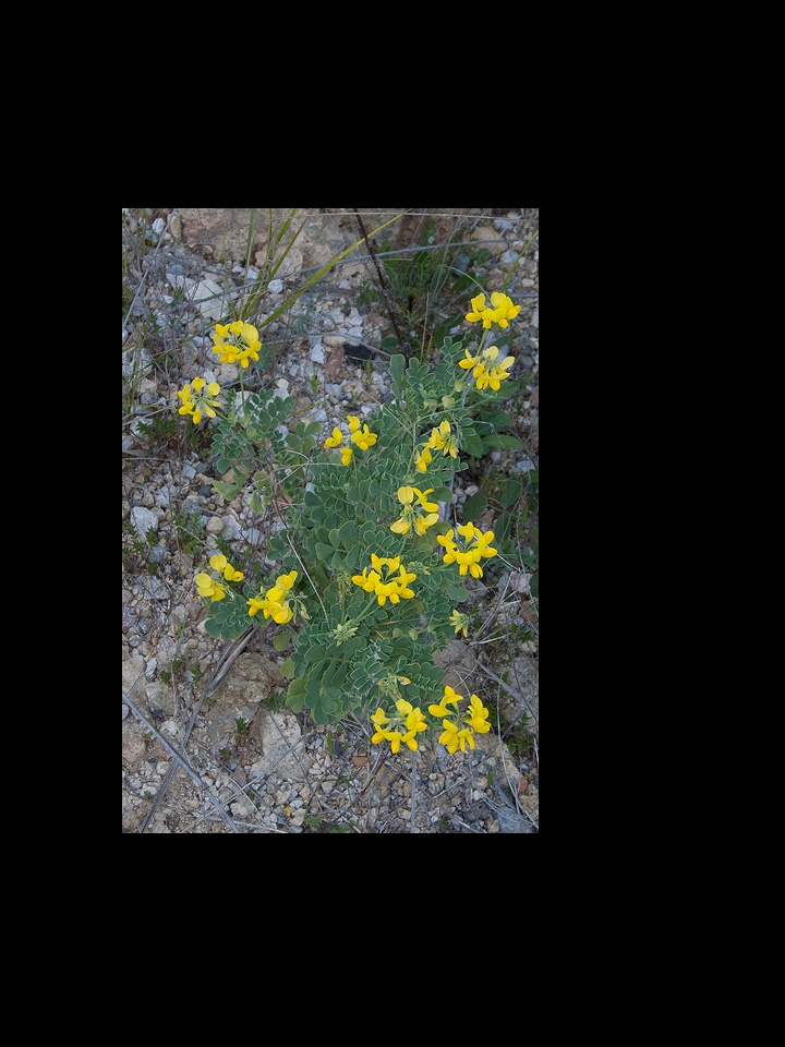 Coronilla valentina / Coronilla di Valencia