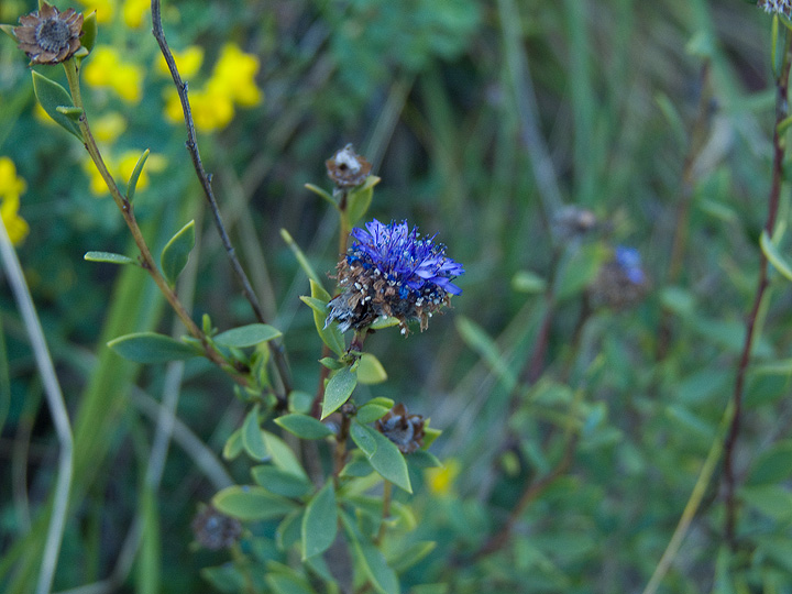 Globularia alypum / Vedovelle cespugliose