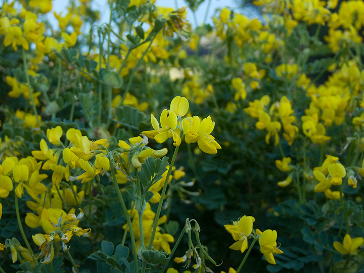 Coronilla valentina / Coronilla di Valenza