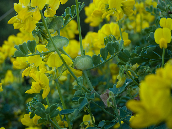 Coronilla valentina / Coronilla di Valenza