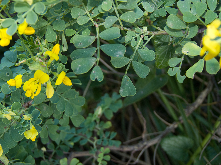 Coronilla valentina / Coronilla di Valenza