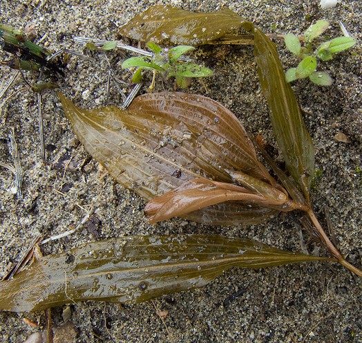 Potamogeton coloratus o siculus?