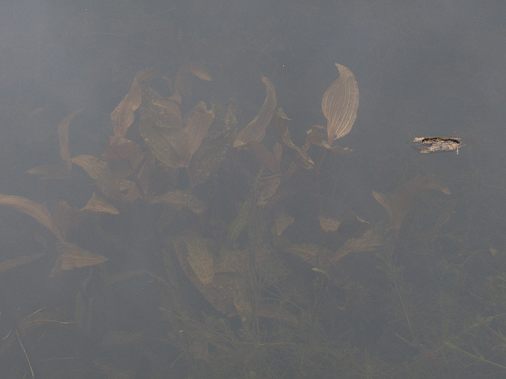 Potamogeton coloratus o siculus?