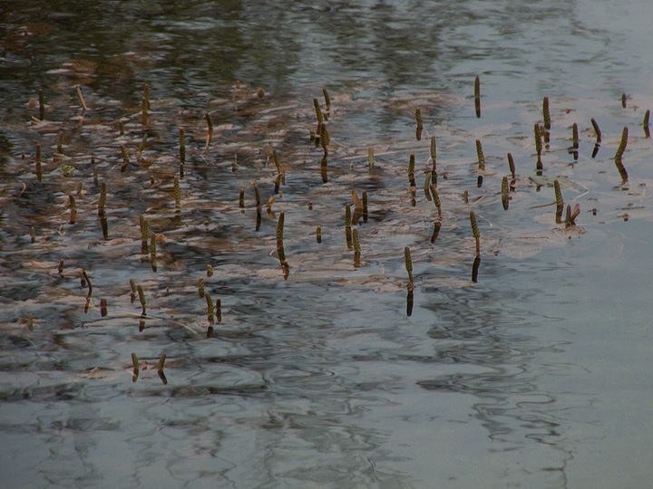 Potamogeton coloratus o siculus?