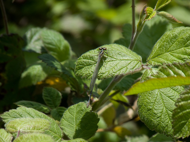 Ischnura elegans o coenagrion immaturo?