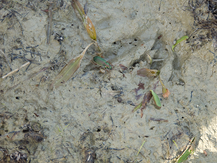 Da determinare: Chlaenius spoliatus